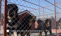 美洲狮俱乐部在线观看,在线观看探险之旅